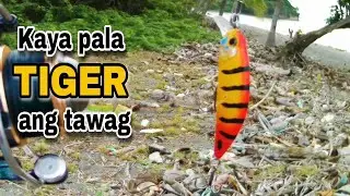 TIGER MINNOW lure