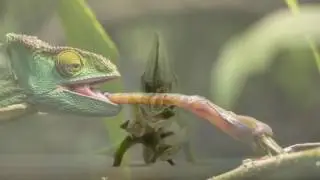Chameleon Feeding Behaviour