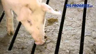 A pig farm that doesn't smell - is it possible?