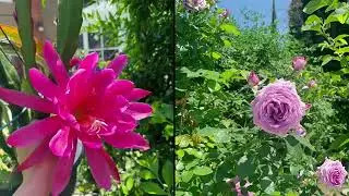 Almond, Cherry, Peppermint flowering peach blossom