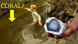 We Found Blue Agatized Coral!