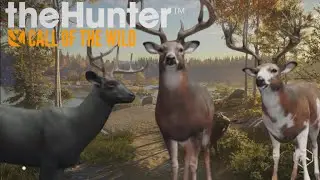 Killing 2 insane whitetail on Hunter call of the wild! 