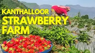 kanthalloor | kanthalloor tourist places | munnar tourist places | idukki | strawberry