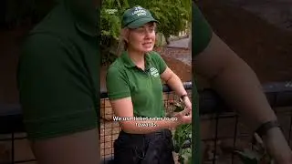 Pygmy hippos - Conservation HQ - Episode 8