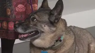 Everyday Iowa - Voodoo with Dogs Forever is looking for her fur-ever home!