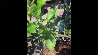 Tony's Tips: Fuji apple trees are a perfect and practical garden addition