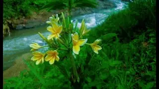 Relaxing River Sound calm water for sleep, stress relief, for yoga, for meditation