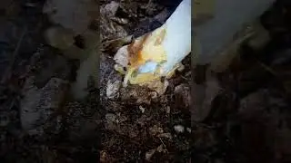 Caramujo Subulina octona