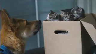 The Gentlest Giant: A Kitten&rsquo;s New Best Friend #germanshepherd #kitten #animalfriendship 