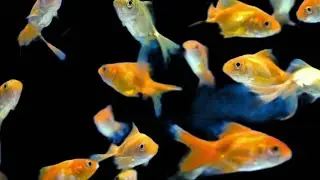 Cat TV 🐠 Evening Aquarium | Calm Underwater Visuals for Cats & Humans