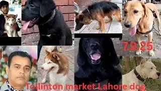 Tollinton market is dog market Lahore mandi 7.9.25 subscribe my channel thank you so much 👍