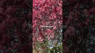 A Peaceful Walk Under Japanese Cherry Blossoms | Spring Vibes in the Park