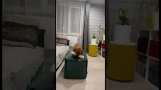 Коке 2 месяца #dog #animals #собаки #family #artist #шортс #shorts