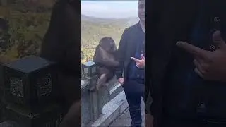 XING XING The Monkey #animal #animals #wholeearth #heartwarming