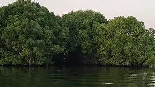Beauty of Kerala | Gods own country | Mangrove forest at Munrothuruthu | Best Tourist spot in kerala