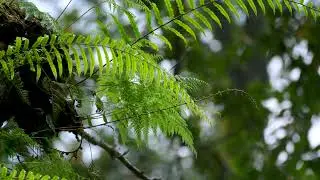 Classical Woodlands Calm | Soft Ensemble Drift for Tranquility | Forest Relaxing Playlist