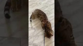 Taylor the Bengal Trying Out His New Harness and Leash