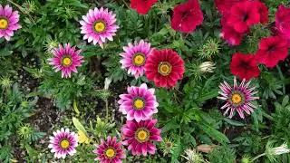 How to Grow Gazania