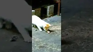 Cat vs Cockroach | Funny kitty playing Live Cockroach #pets #cat #kitten #pusa #kitty