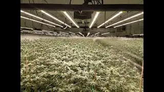 Flexstar High-quality Full Spectrum LED Grow Lights for Indoor Gardening!