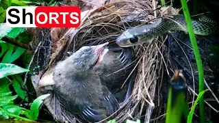 Мать-птица Нападает На Змею. После Того, Как Змея Пришла Укусить Птенцов!