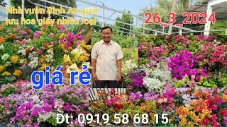 Ngày: 26_3_2024 Nhà vườn Bình An giao lưu hoa giấy nhiều loại