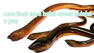 cara budi daya belut omset pululan juta,#cara #omset