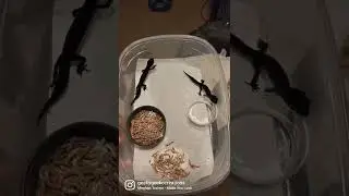 Black Geckos! 🌚 #black #dark #awesome #leopardgecko #gecko #reptile #trending #fyp #animals #pets