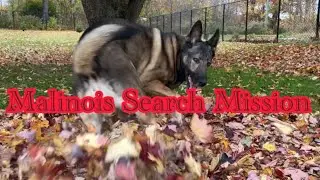 Malinois X GSD Search Mission for Treasured Trash Toy