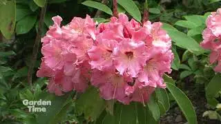 Crystal Springs Rhododendron Garden