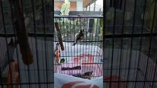 щегол в клетке