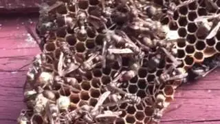 Social Behaviour in Polistes Humilis