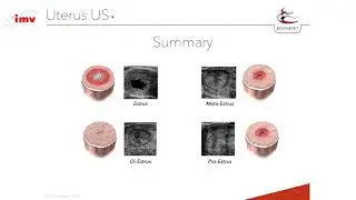Clinical Ultrasound of Bovine Uterus and Interpretations - IMV