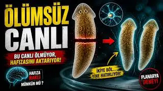 Bu Canlı &Ouml;lm&uuml;yor, Hafızasını Aktarıyor! | Planarya Deneyi ile Hafıza Nakli M&uuml;mk&uuml;n M&uuml; ?