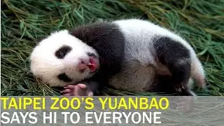 Taipei Zoo’s panda cub named “Yuanbao” | Taiwan News | RTI