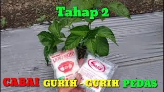 jangan gunakan MICIN di masa vegetatif