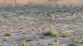Wild rabbit farm