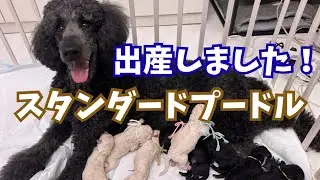 スタンダードプードル　初出産！11匹産みました
