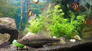 Gyrinocheilus Aymonieri cetrioli a colazione