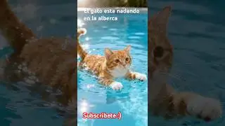 El gato est&aacute; nadando la alberca ￼