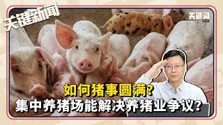 #关键新闻 ：集中养猪场能解决养猪业争议？如何猪事圆满？