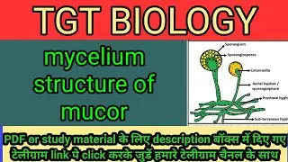 MUCOR :- mycelium structure with details (TGT science )