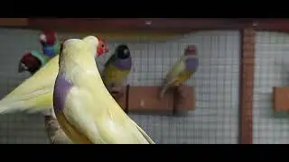 Amadiny, Gouldian finch, morning activities, relax birds 2