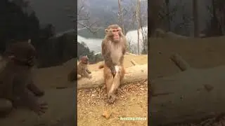 monkey sitting like human style funny video | monkey funny videos | you tube shorts | #shorts#