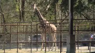 Where's Al? Zoosiana
