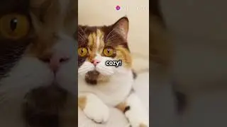 Discover the Rainbow of Cats! #cutecats #shorts #adorablecats #catcompilation #adorablekittens