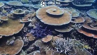 Reef Surveys at Reg Ward Reef