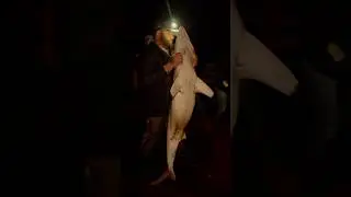 De-hooking sharks pier style! #pierfishing #shark #catchandrelease #barehandfishing #shorefishing