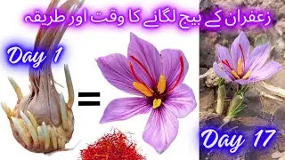 Grow Zafraan From Bulbs | Most Expensive Flowers | Saffron Seasoning
