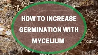 How to Increase Germination with Mycelium